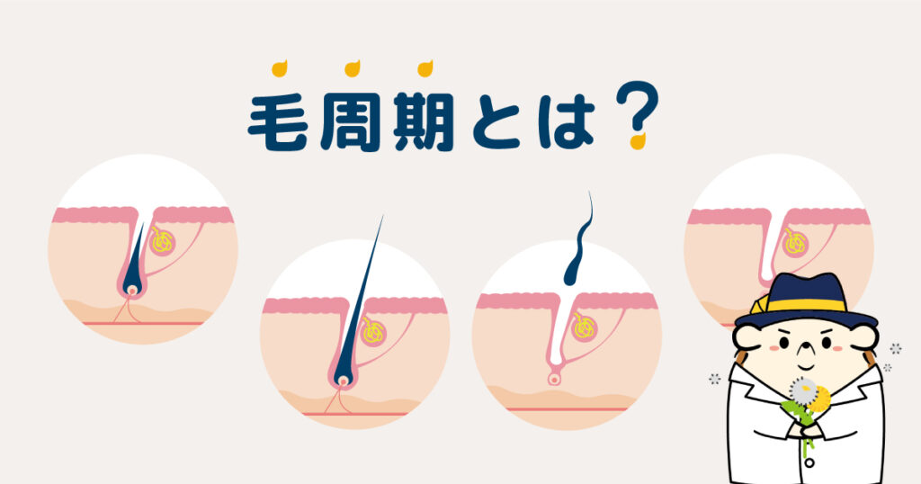 毛周期とは