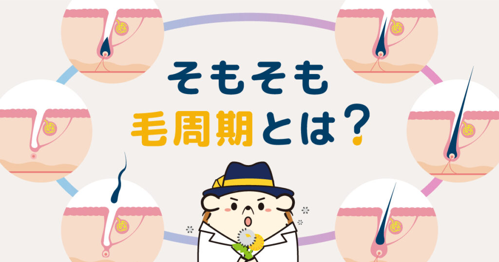 そもそも毛周期とは?