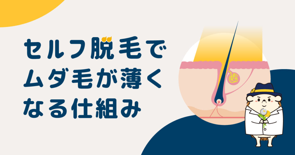セルフの脱毛器でムダ毛が薄くなる仕組み