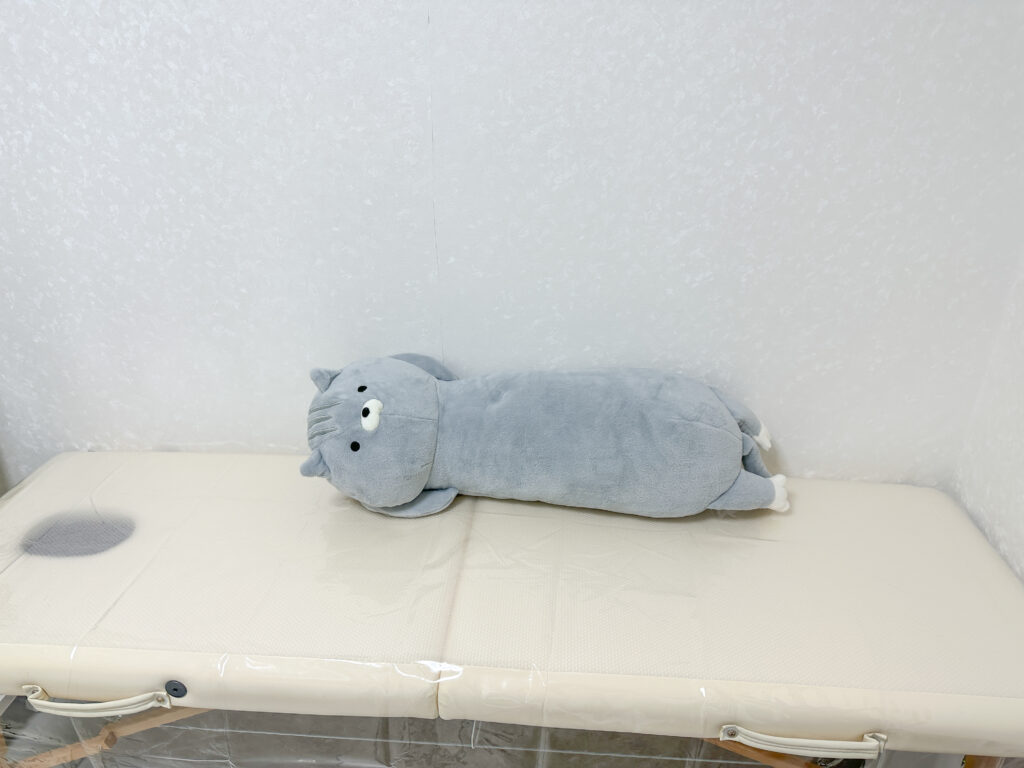 ネコが寝ていますが気にしないでください