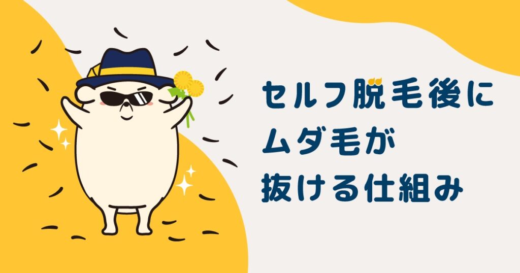 セルフ脱毛後にムダ毛が抜ける仕組み